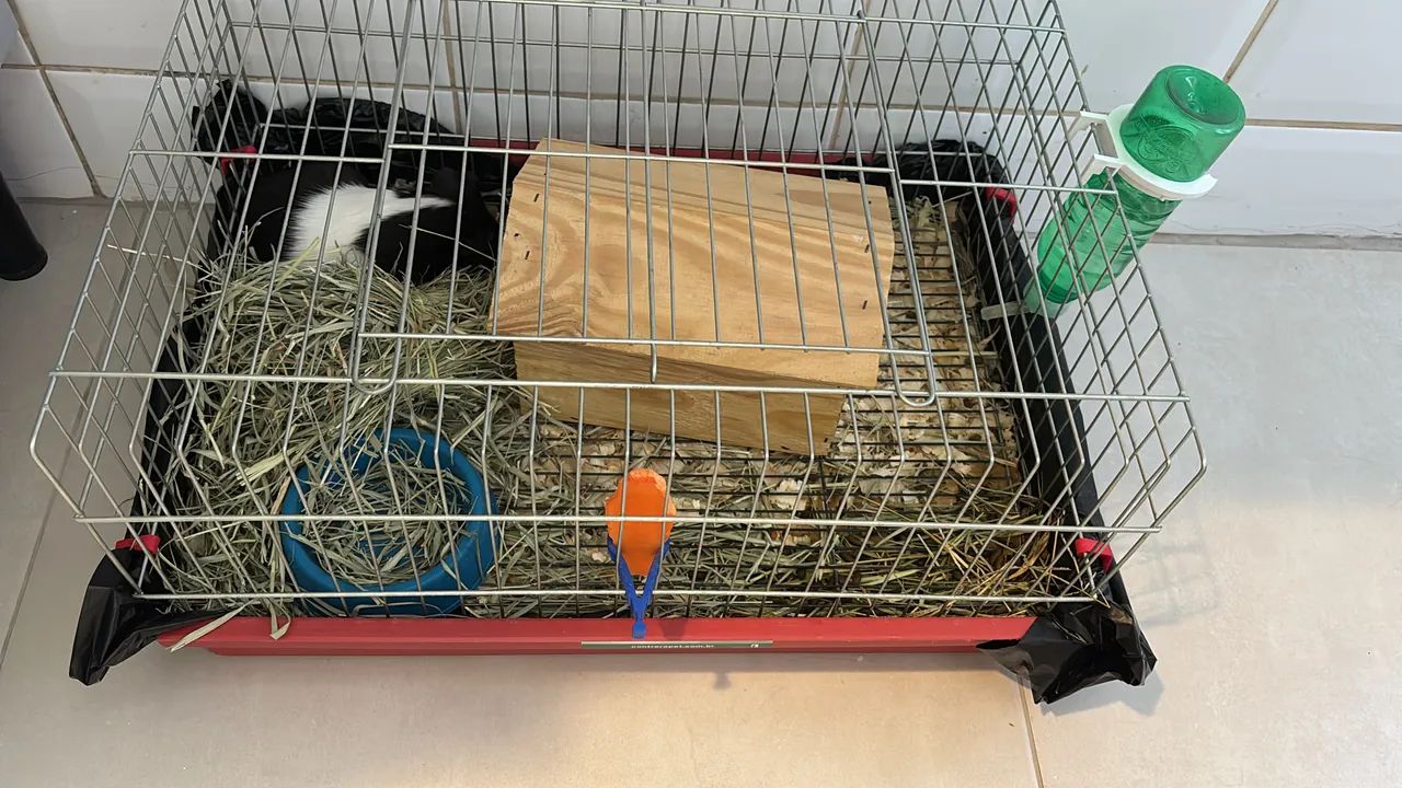 Filhotes de porquinhos da índia inglês 