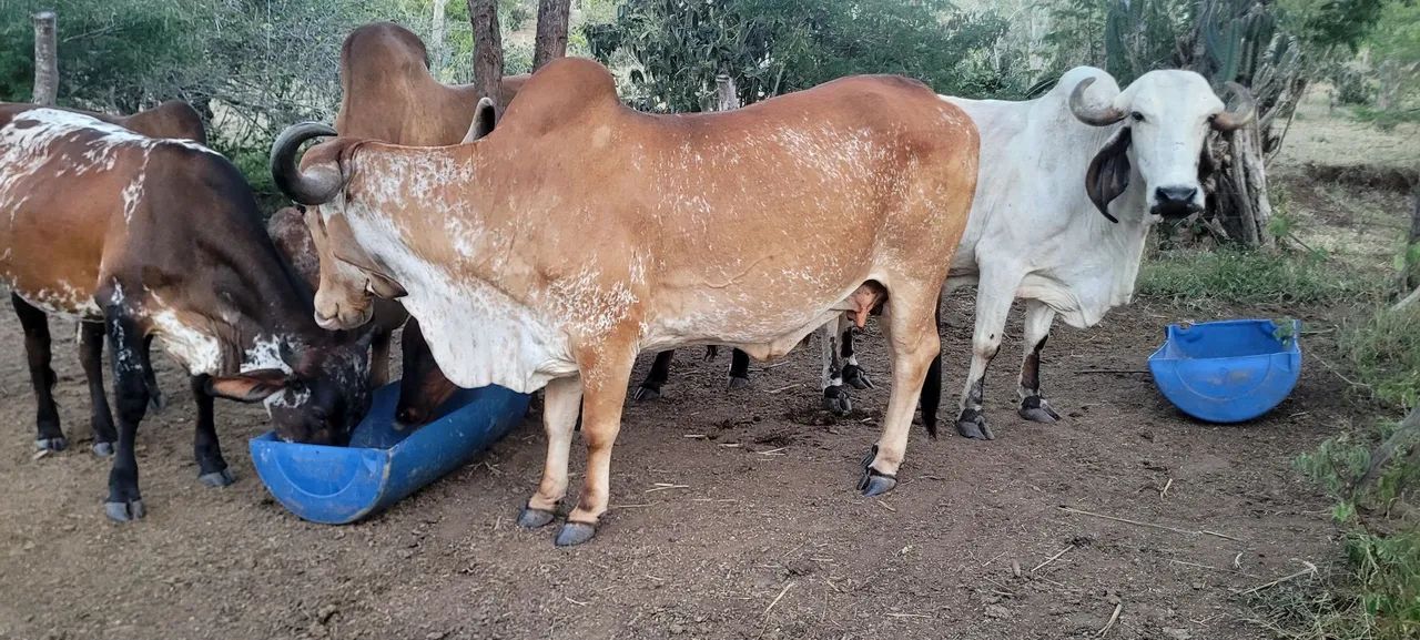 Vaca - Foto 2