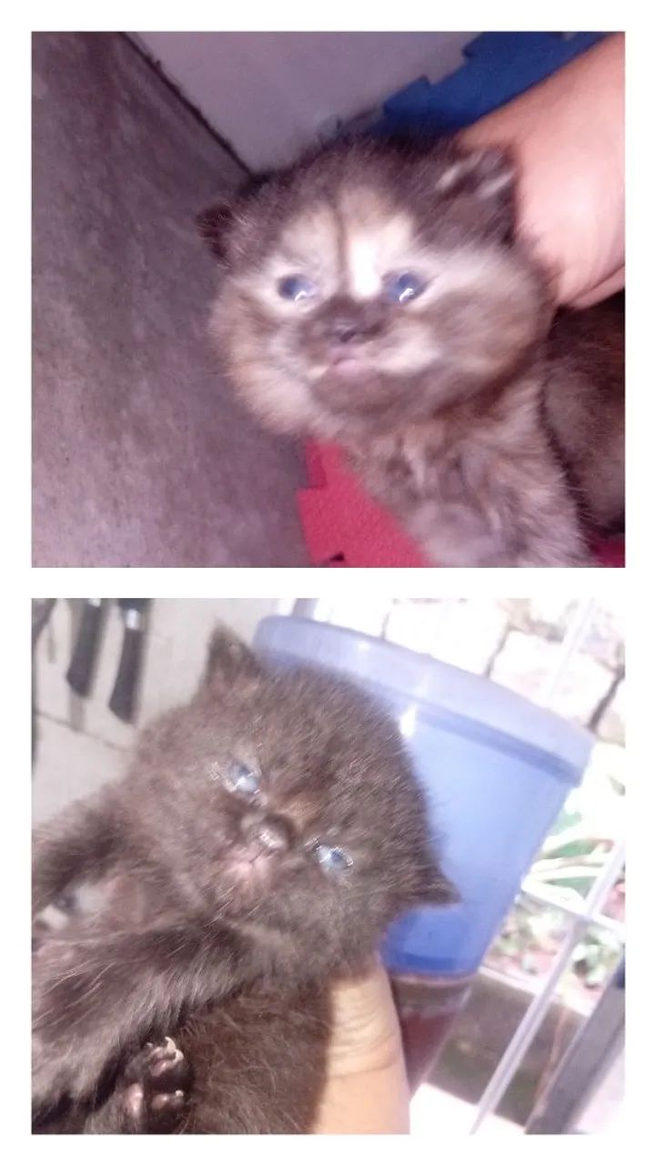 Filhote Gato Persa - Foto 4