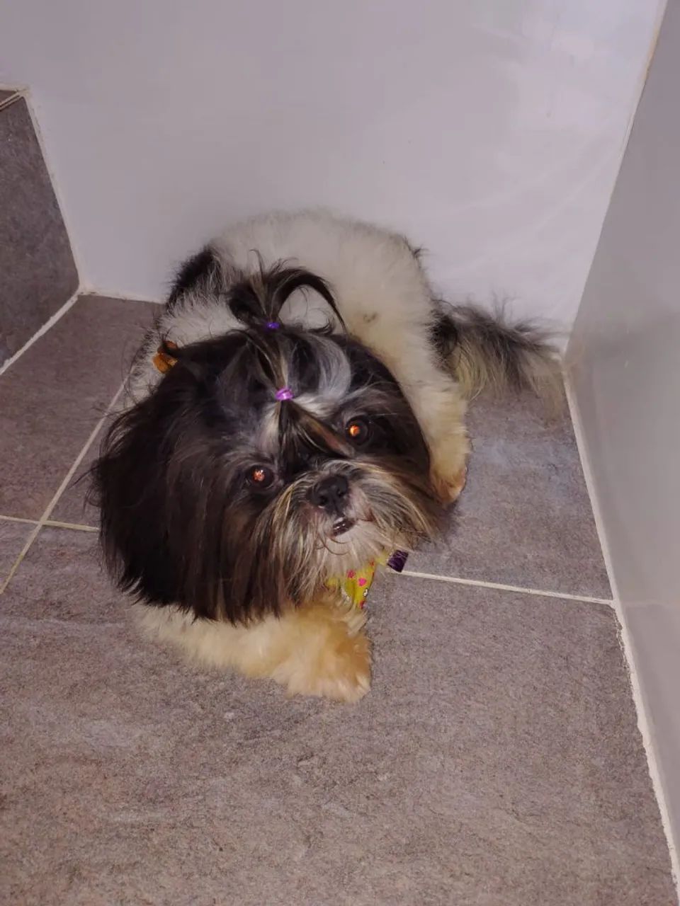 Shihtzu fêmea  - Foto 5