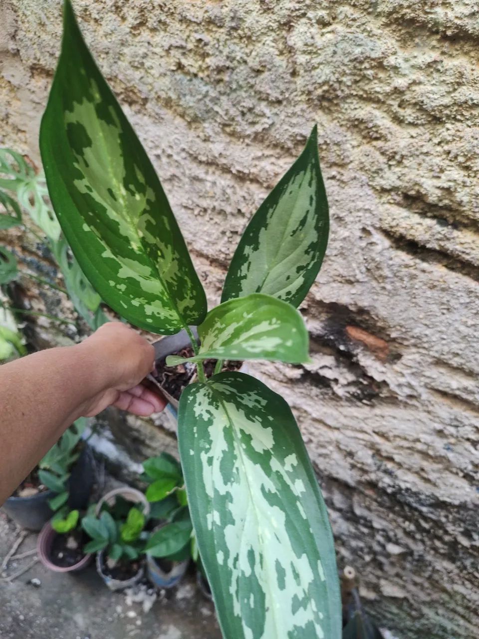 Plantas - Foto 3