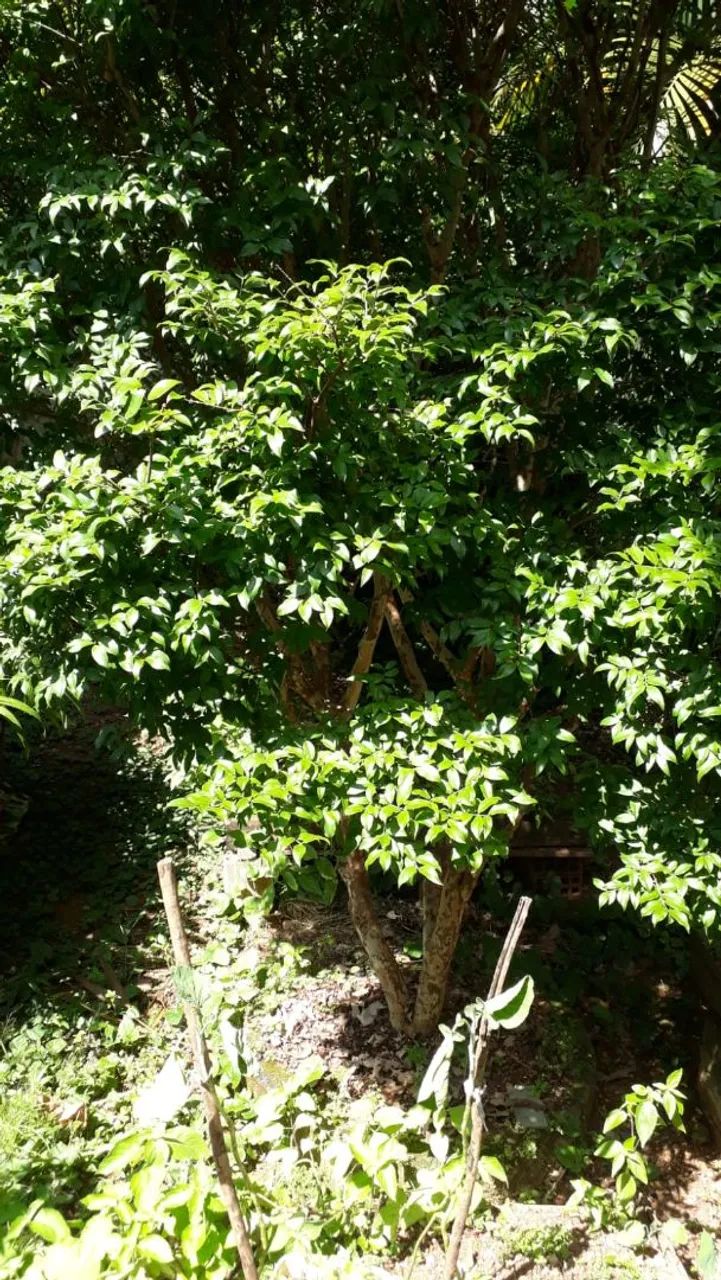 Pé de Jabuticaba Com Frutos. - Foto 5