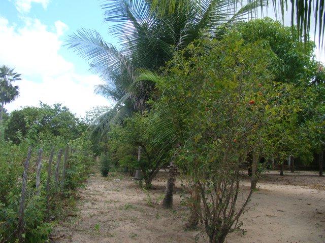 Sítio em Pacatuba, Ceará, Região Metropolitana de Fortaleza - Foto 13