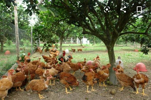 Vende se frango caipira r$ 30,00