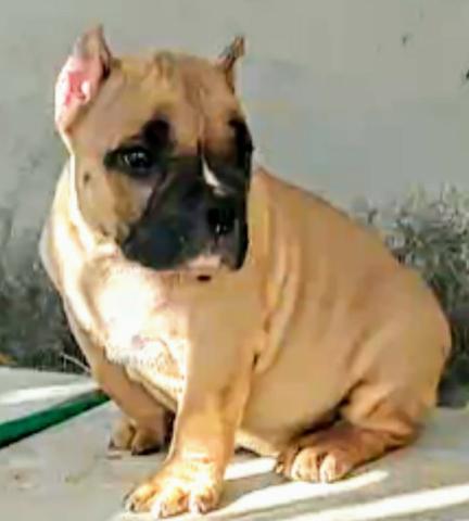 Filhotes de American bully