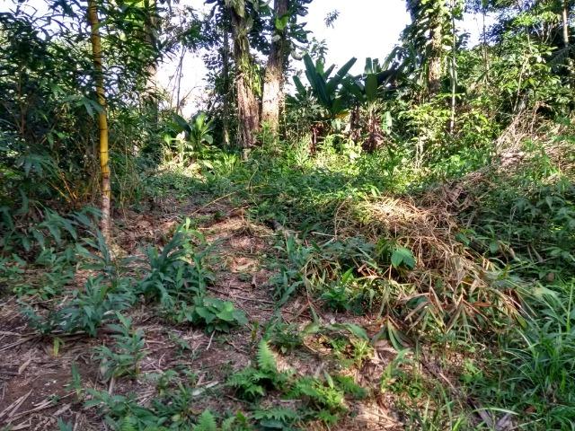 Área com 30 hectares com 600 metros de rio - Foto 3
