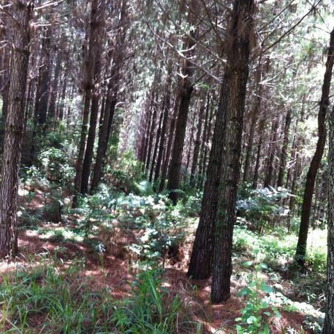 Fazenda em Cerro Azul - Foto 5