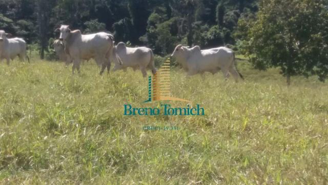 Fazenda à venda, 5227200 m² por r$ 10.800.000 - itabela - itabela/ba - Foto 11