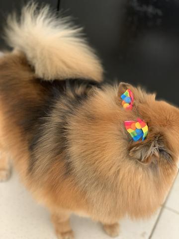 Lulu da pomerânia fêmea - Foto 3