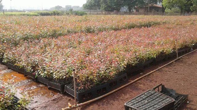 Mudas de Eucalipto Grande, frutíferas produzindo, grama- Montamos seu Pomar