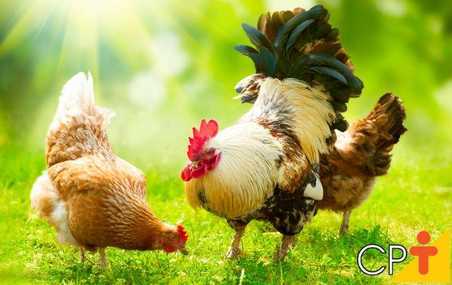 Pintinhos de codornas e gcl ( ovos azuis )