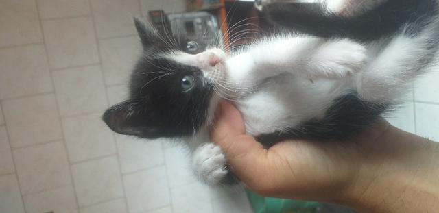Doa-se 03 Gatinhos Urgente - Foto 4