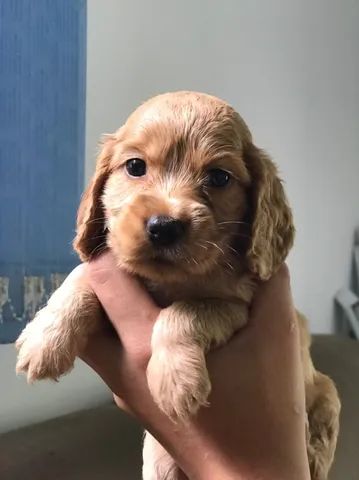 COCKER SPANIEL INGLÊS – Consulta Dog Vet