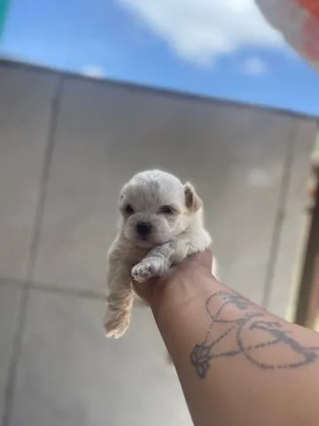 Cachorro  - Foto 3
