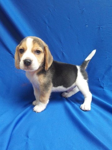 Beagle, trabalhamos com diversas raças, chame ou ligue para saber mais! - Foto 2