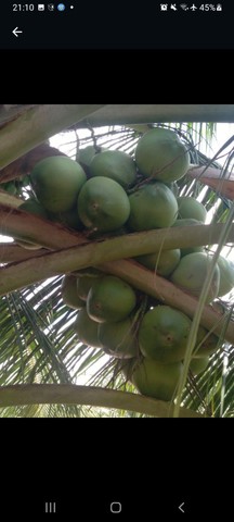 Coco verde  - Foto 2