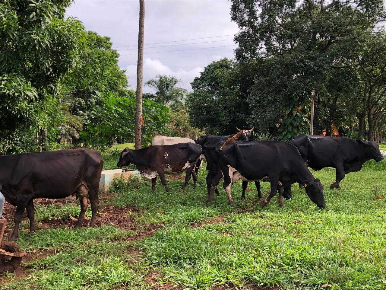 Vende-se Vacas de leite  - Foto 2
