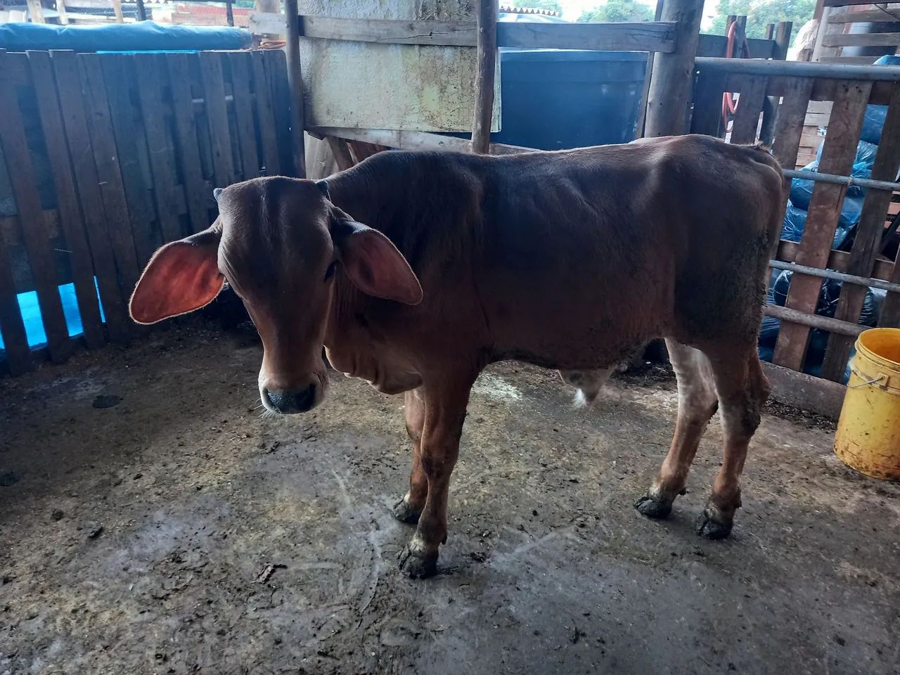 Bezerro - Foto 3