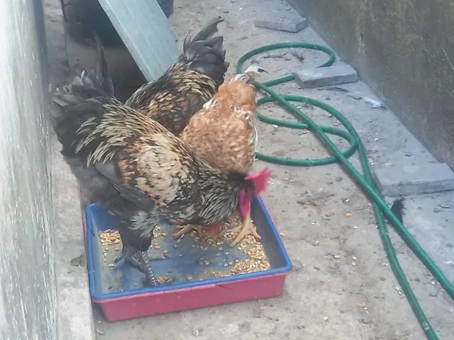 Frangos Caipiras 5 meses - Foto 4