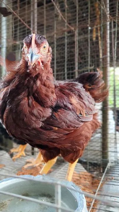 Galo Island Rhode Red - 3 meses