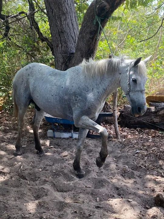 Cavalo de campo - Foto 2