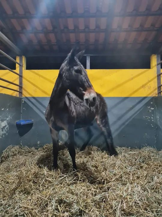 Burro marchador para venda