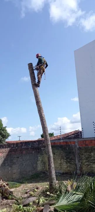 Poda de árvores limpeza de coqueiros  - Foto 3