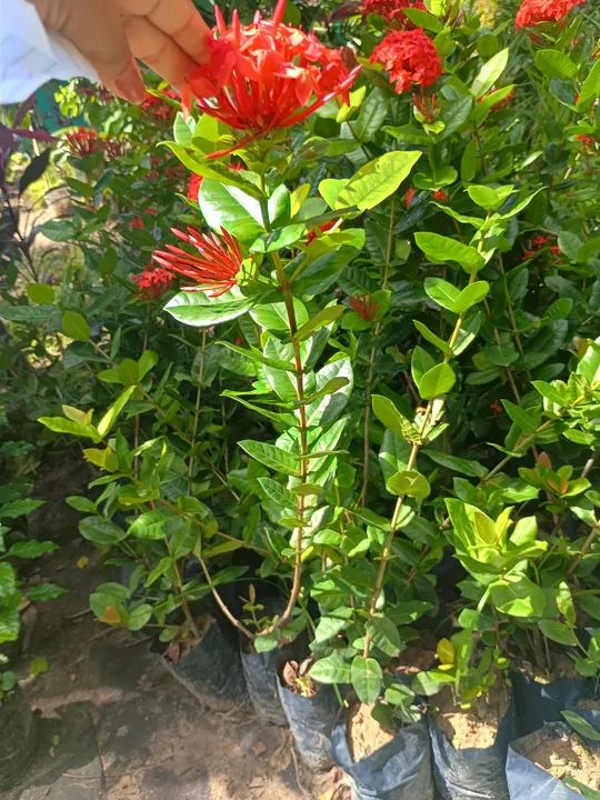 Ixoria cabeção  - Foto 3
