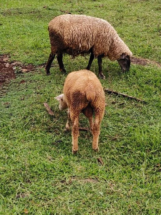 Dois Borregos / Carneiros reprodutores Texel puro - Foto 2
