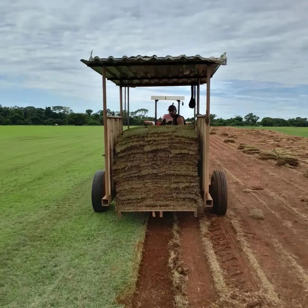 Grama esmeralda  - Foto 4