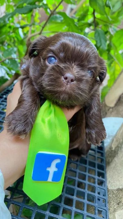Cachorro Shih Tzu Filhote chocolate sólido  - Foto 2