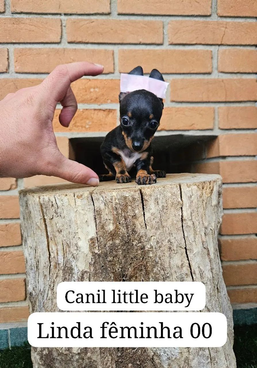 Linda fêmea de pinscher na expectativa 00 dísponível