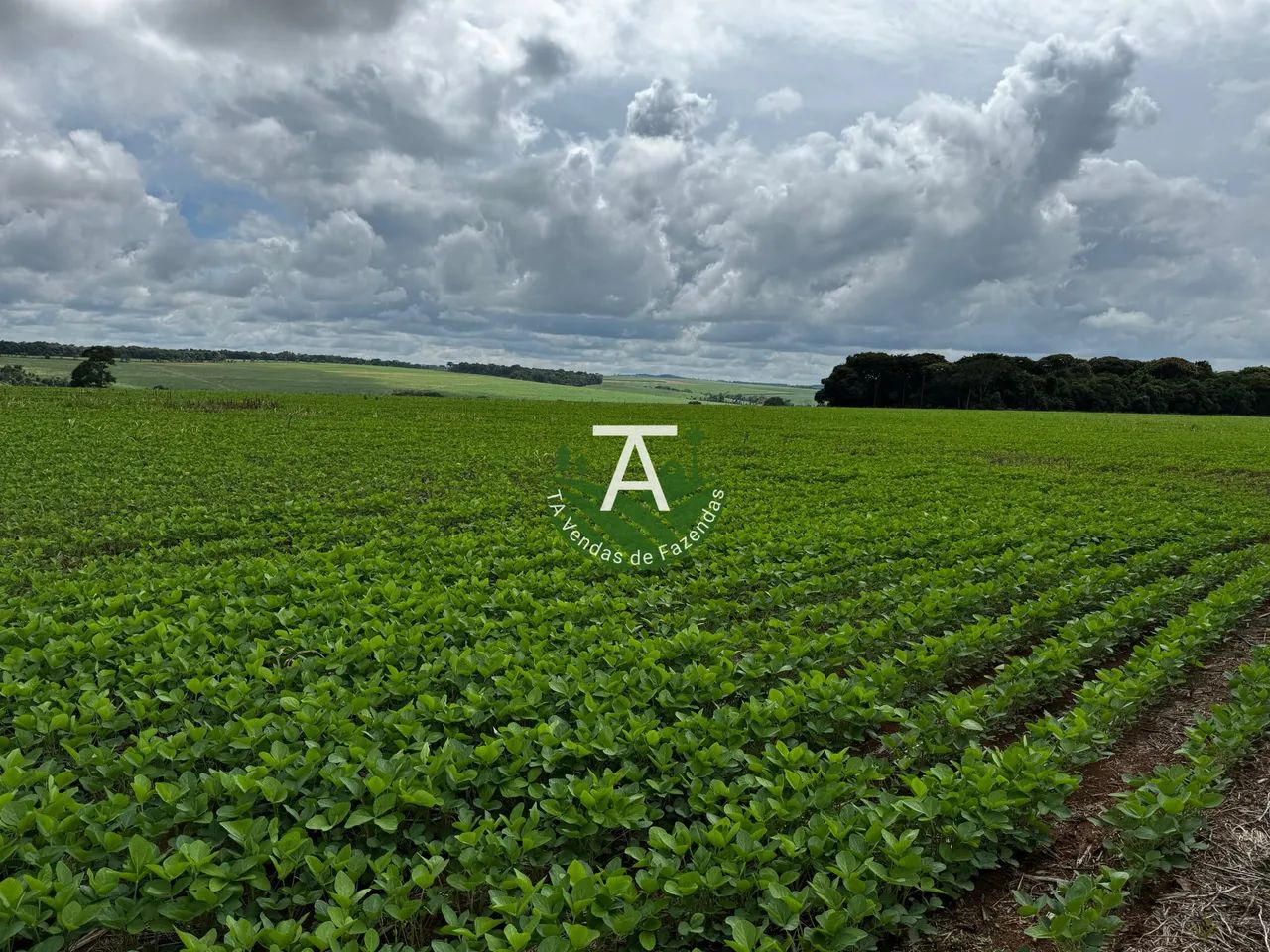 Fazenda de soja em Itaberai - Foto 2