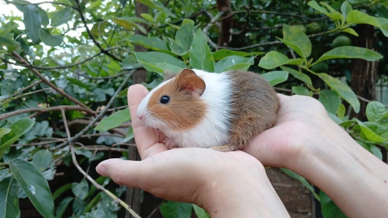 VENDO PORQUINHOS DA ÍNDIA FILHOTES  - Foto 2