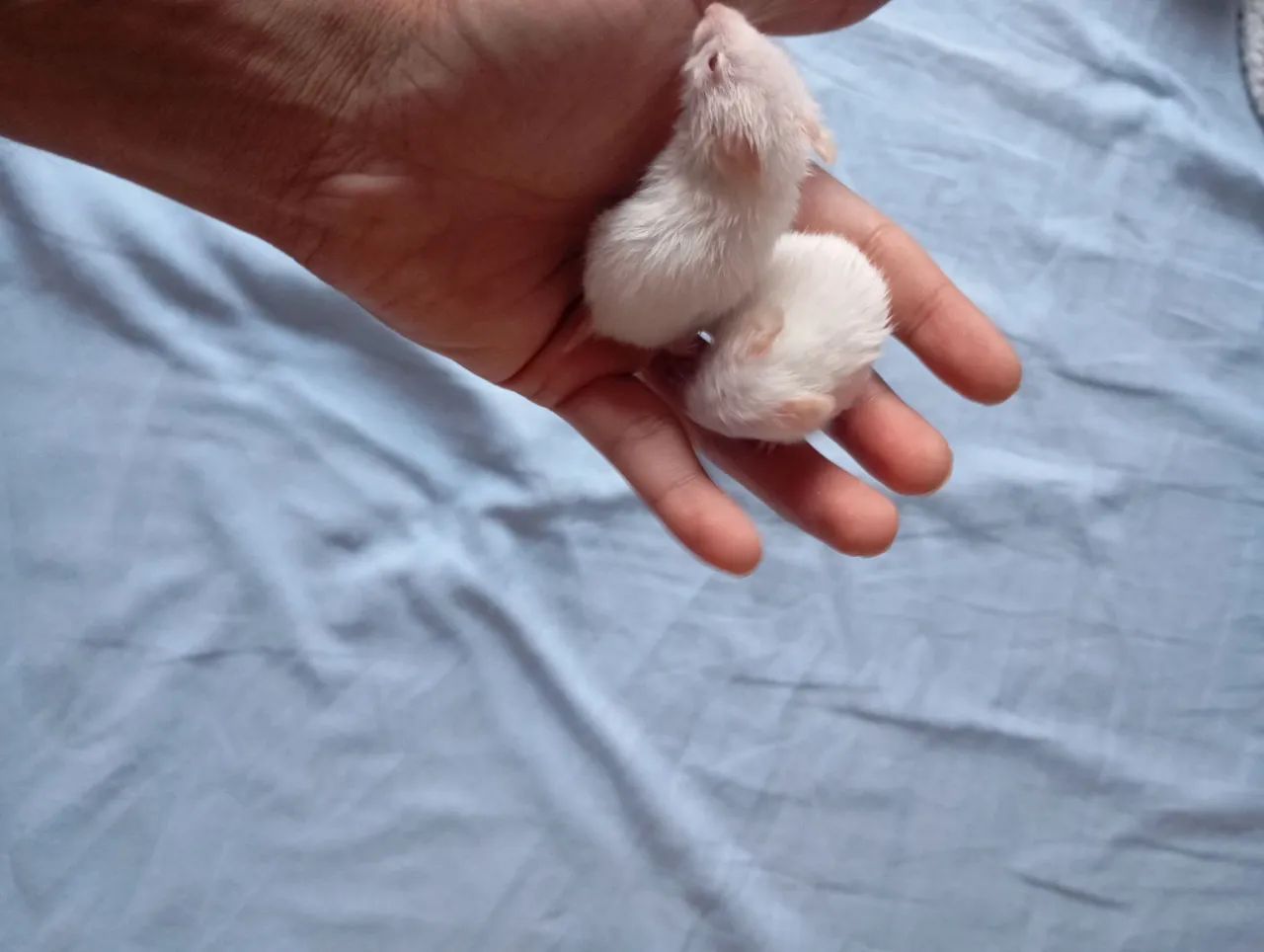 Hamster vendas - Foto 4