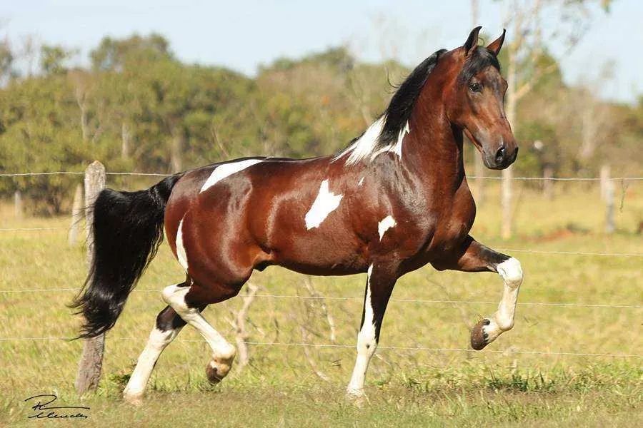 Cavalos Mangalarga Marchador - Exclusivo Equitrade
