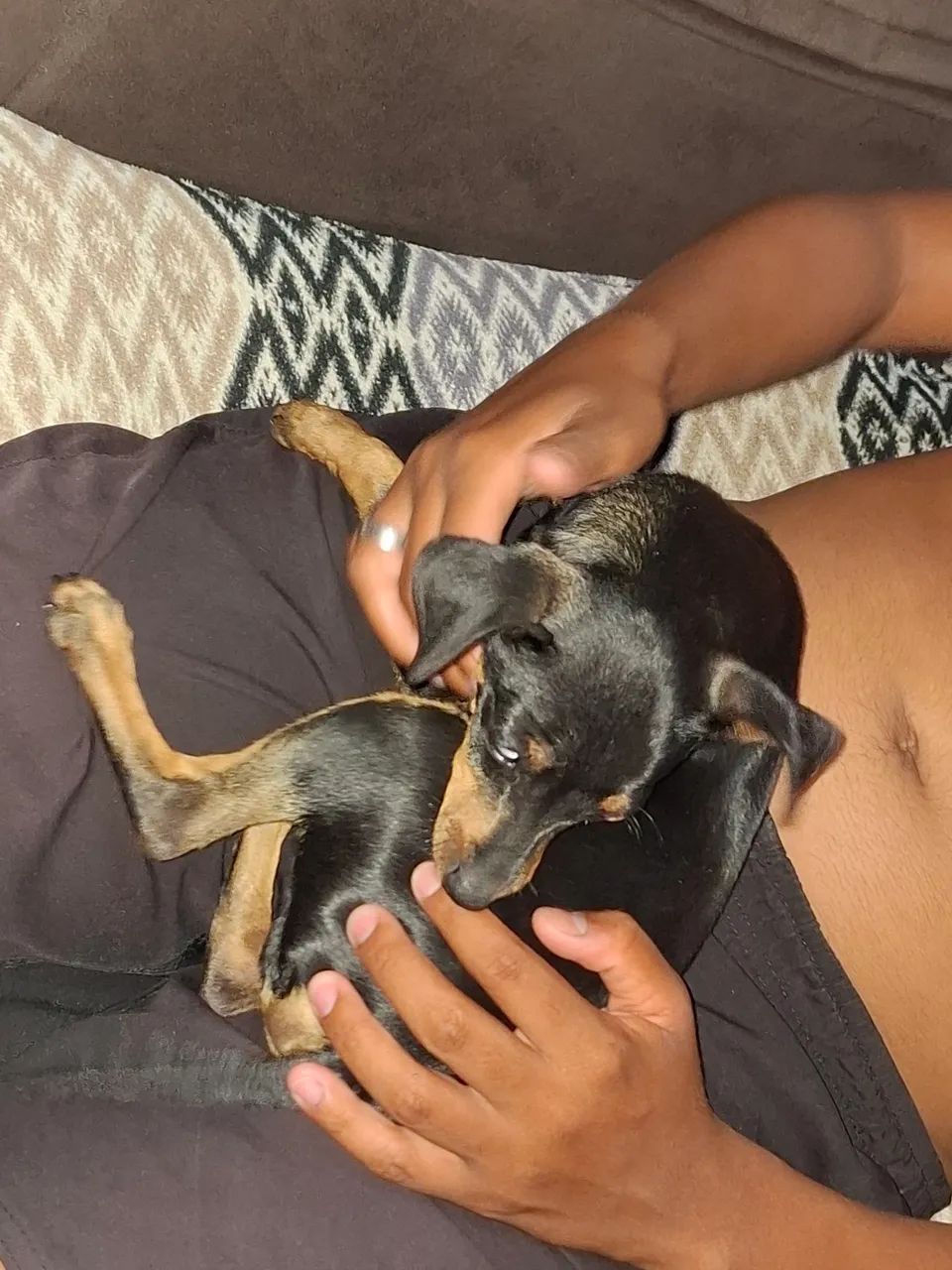 Filhote de pinscher  - Foto 2