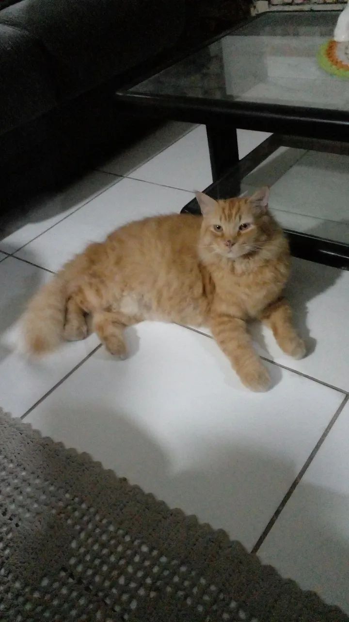 gato sumido. - Foto 2