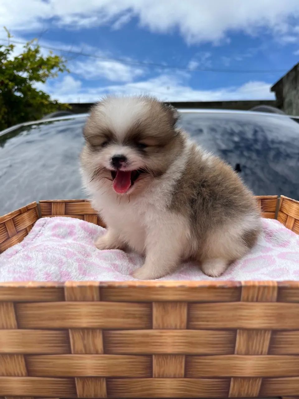 Filhotes de Lulu da Pomerania Machos - Foto 2