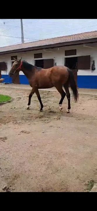 Potro a venda sem lesão 