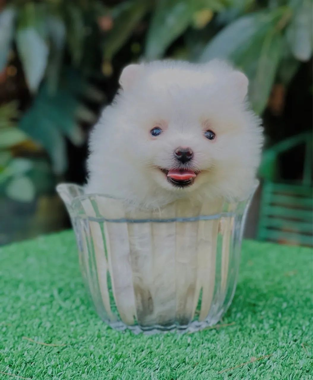 Lulu da Pomerania Anão 