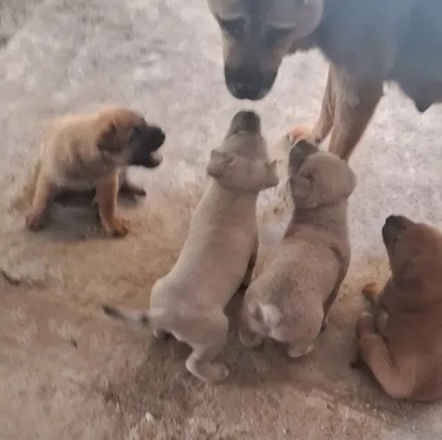 Cachorrinhos doação - Foto 4