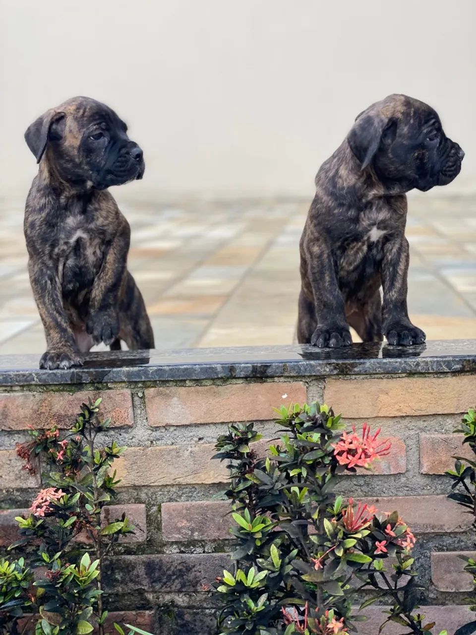 Filhotes De Cane Corso Italiano Com Pedigree  - Foto 3