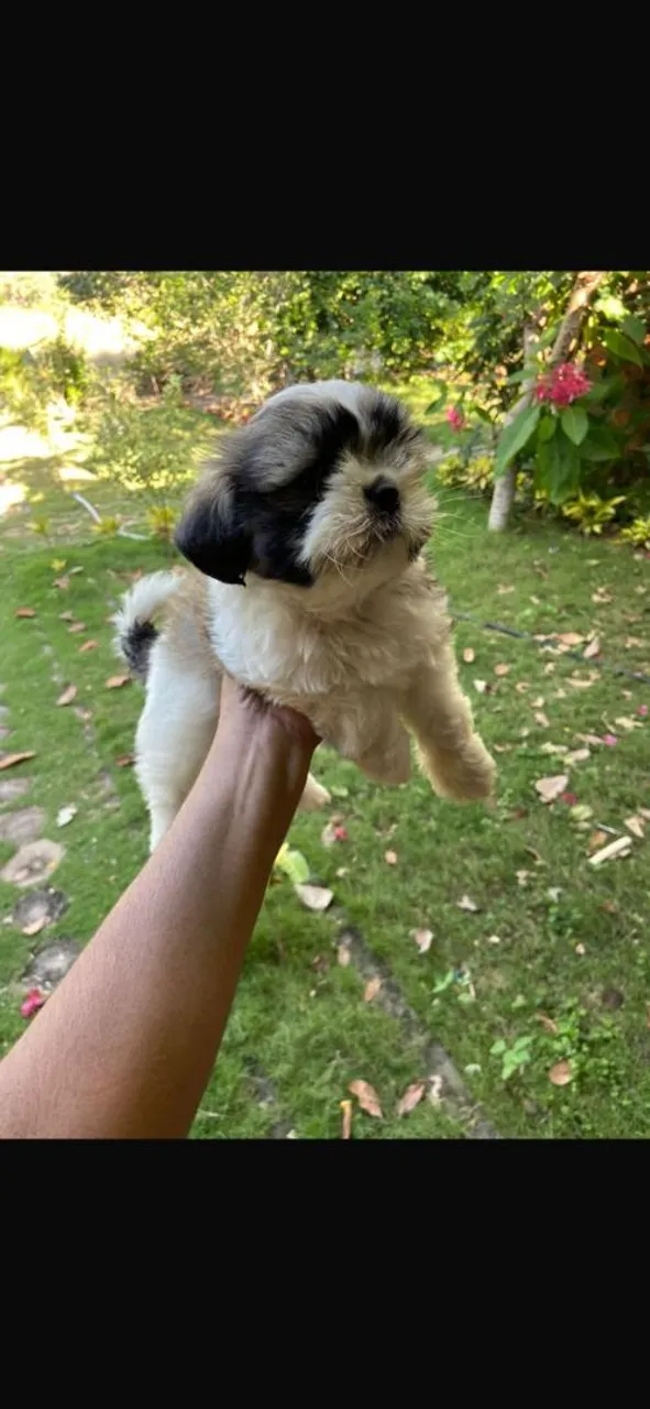 Filhote Shih Tzu disponível