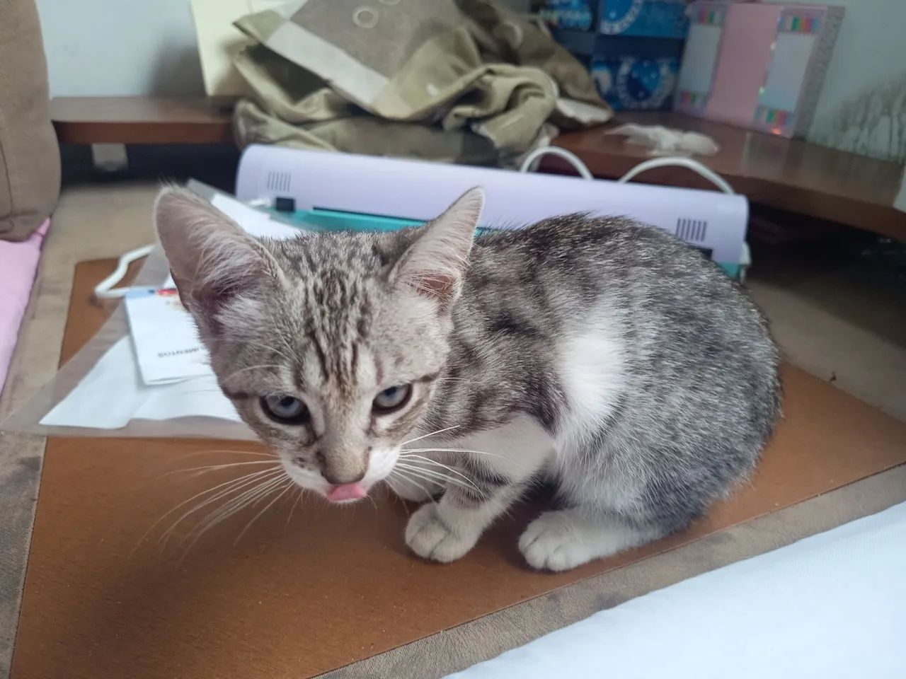 Gatinho macho tá 5 meses de nascido 