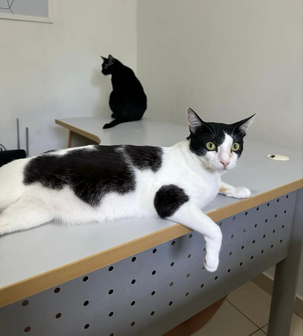 Adoção de Gatos - Foto 6