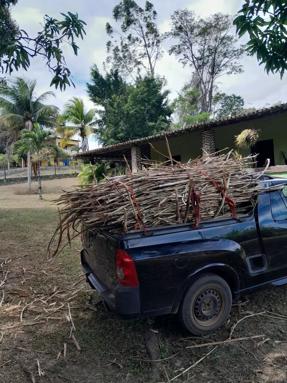 CAPIM ELEFANTE BRS CAPIAÇU E KURUMI VENDA DE GEMAS