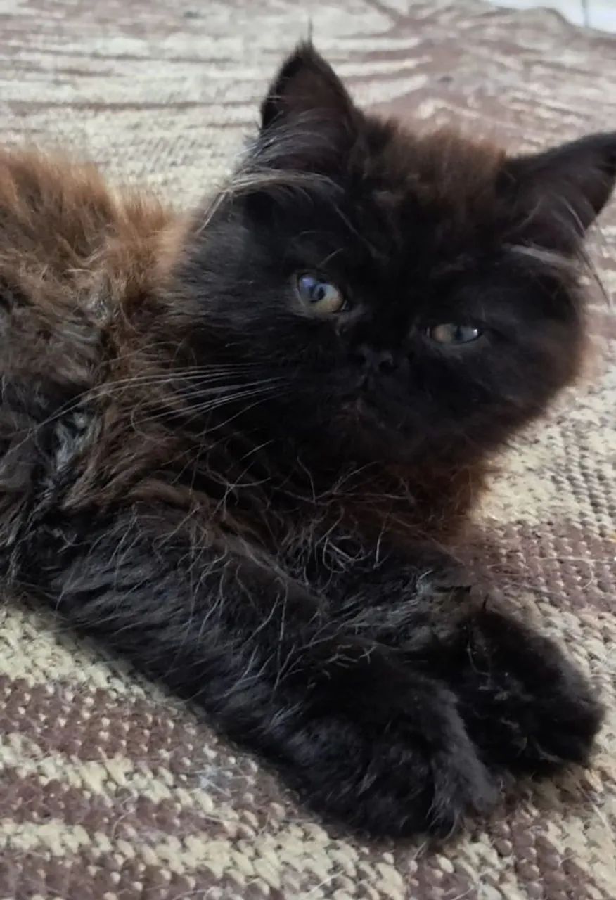 Black Persian cat64313863515011122