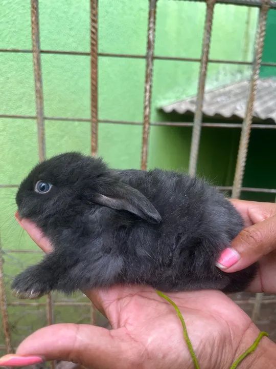 Dois coelhinhos pretos fofinhos - Foto 4