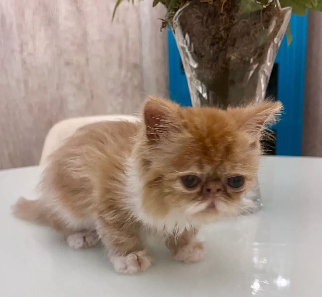 Filhote Gato Persa - Foto 4